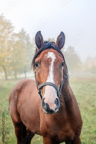 Portait of  horse © agephotography