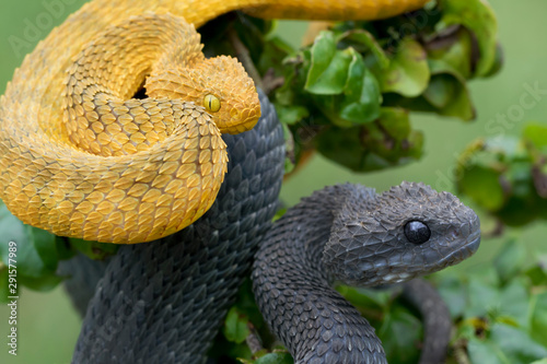 Two Venomous Bush Viper (Atheris squamigera) Snakes 