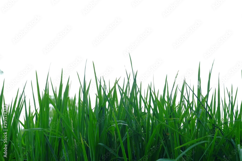 Obraz premium Asia rice leaves on white isolated background for green foliage backdrop