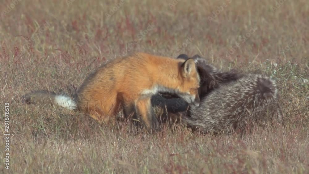 4K Young Red Fox with Black Fox Mother on the Prairie Near Dusk 4K Young Red Fox with Black Fox Mother on the Prairie Near Dusk