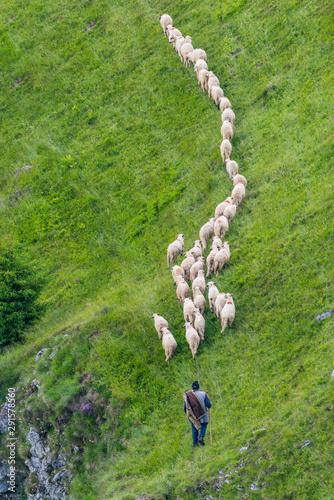 Herd of sheep follow the path under the sight of shepard photo