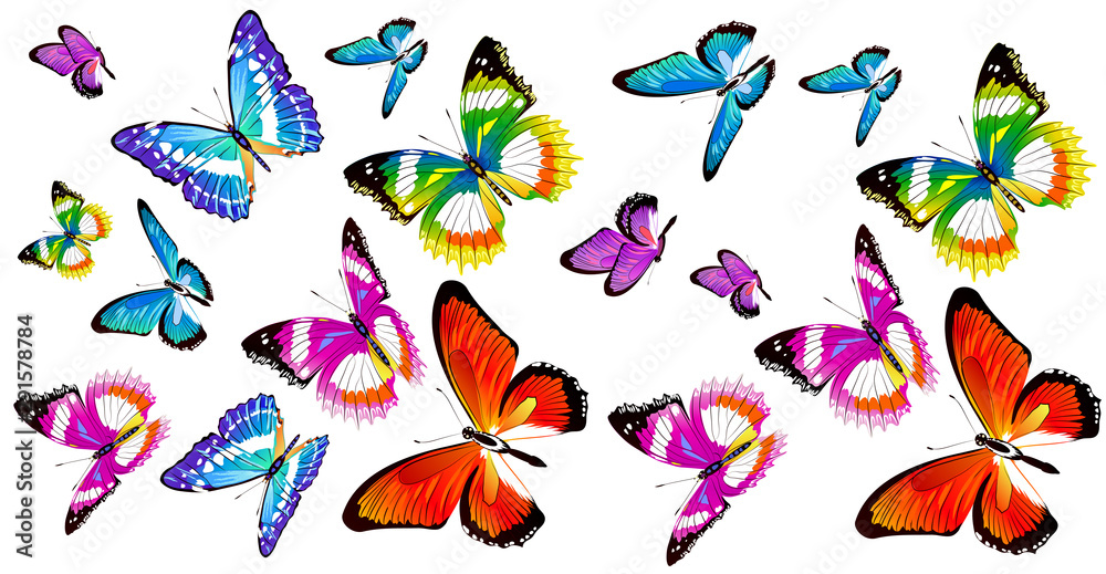 Obraz premium butterfly299