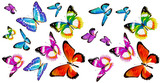 butterfly299