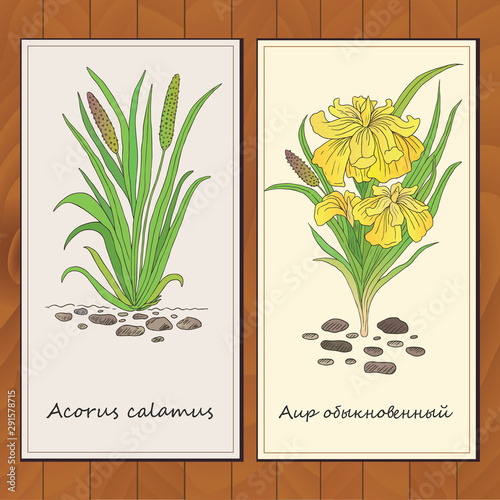 Herbs, spices and seasonings collection. Vector hand drawn illustration of plants acorus calamus. Flyer template