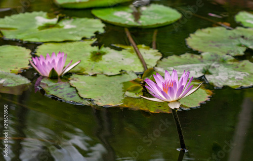 pink water lily in a pond