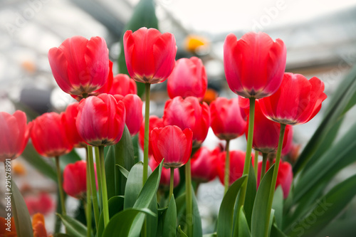 kwitnace-czerwone-tulipany