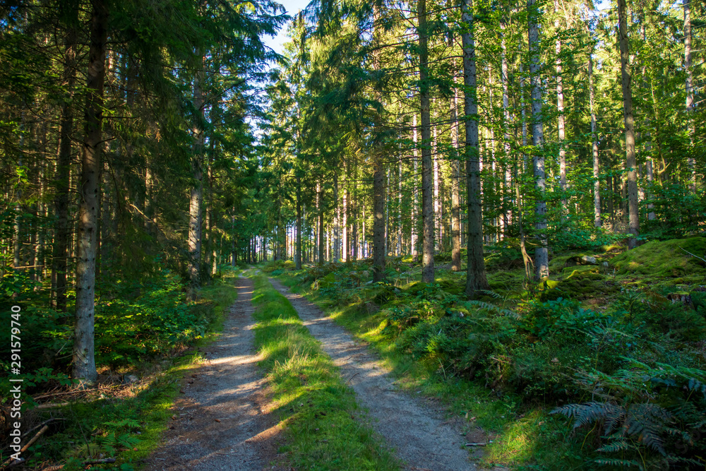 Fototapeta premium path in the forest