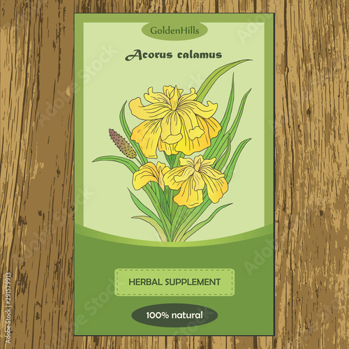 Herbs, spices and seasonings collection. Vector hand drawn illustration of plants acorus calamus. Flyer template