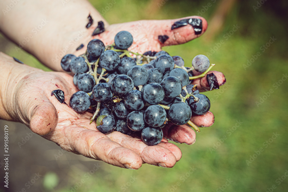blue grapes in old hands, harvest, rumpled, juice flows by hand - obrazy, fototapety, plakaty 
