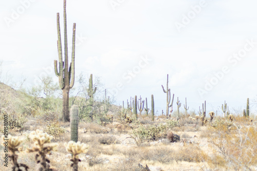 mountain, landscape, nature, mountains, sky, saguaro, cactus, green, cacti, arid, dry, view, desert, clouds, summer, arizona, saguaros, panorama, travel, grass, rock, peak, Verrado, cloud, valley