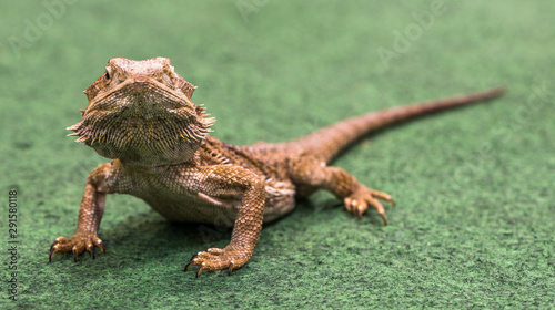 Pogona Vitticeps Walks on Green Carpet Close Up of Bearded Dragon.