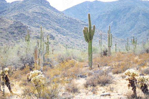 Saguaros in the Arizona desert 2