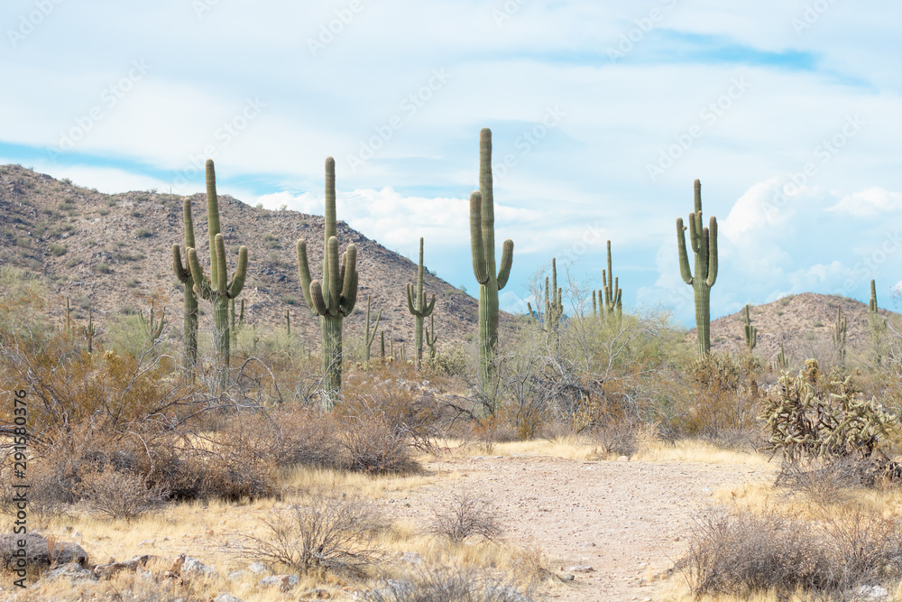 Saguaros in Arizona Desert 2