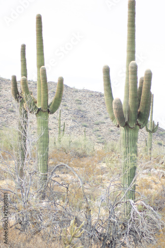 saguaro in Arizona
