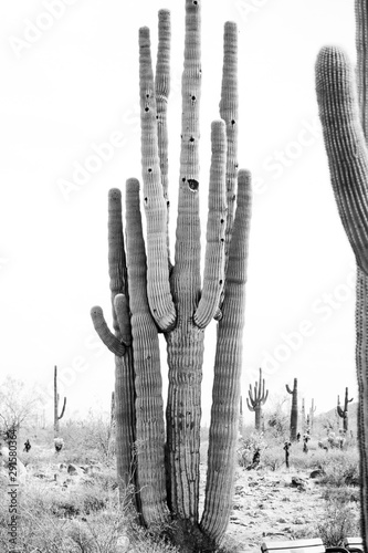 Black and White Saguaro