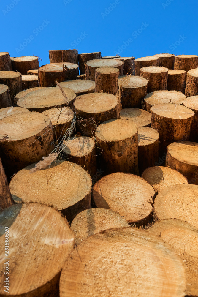 Woodpile of freshly harvested spruce logs. Trunks of trees cut and stacked in forest. Wooden Logs. Selective focus Woodpile of freshly harvested spruce logs. Trunks of trees cut and stacked in forest. Wooden Logs. Selective focus