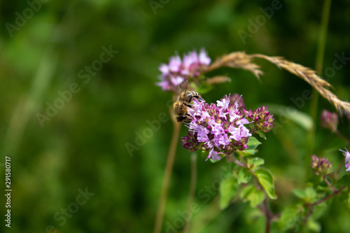 Biene an einer Blume