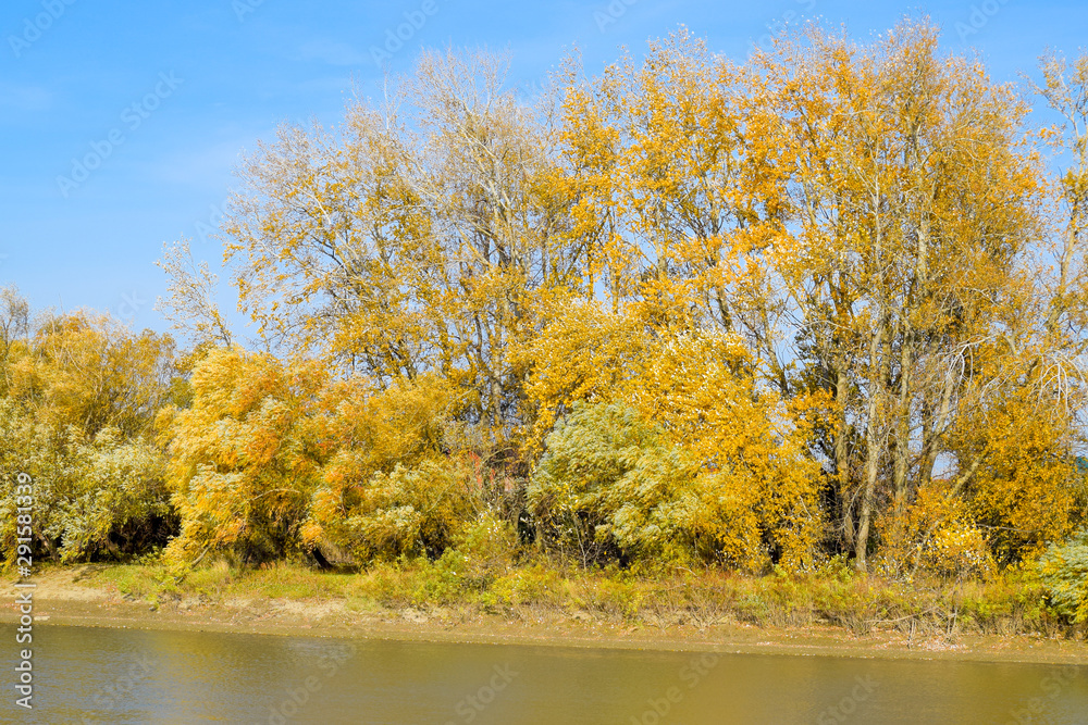 Autumn landscape. River bank with autumn trees. Poplars on the b