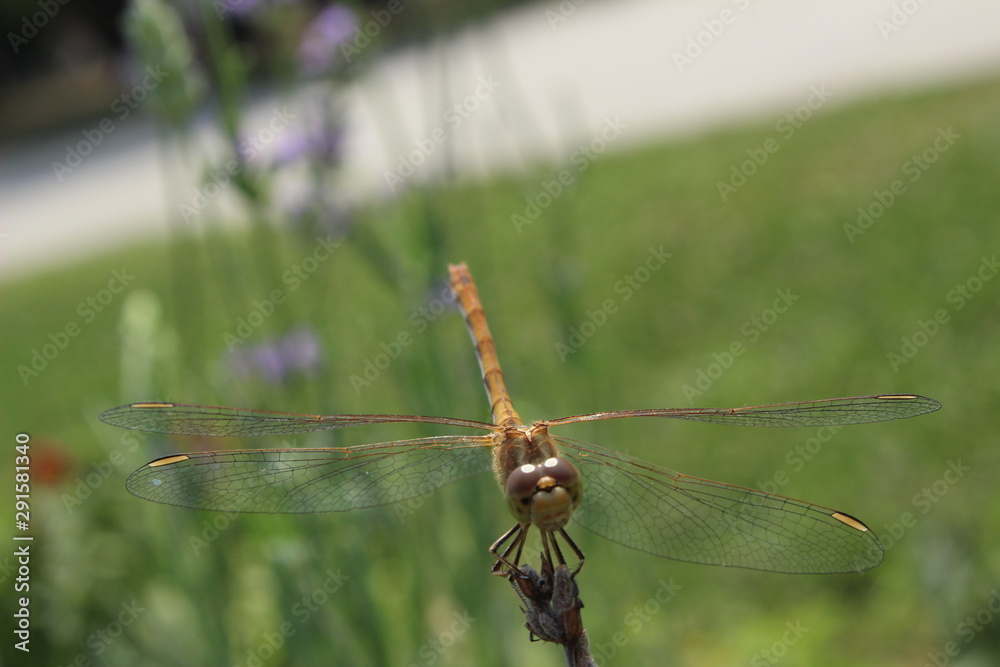 Dragonfly Dragonfly