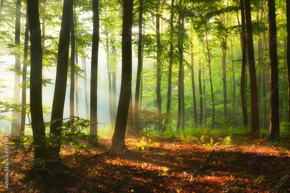 Fototapeta premium Beautiful morning in the forest