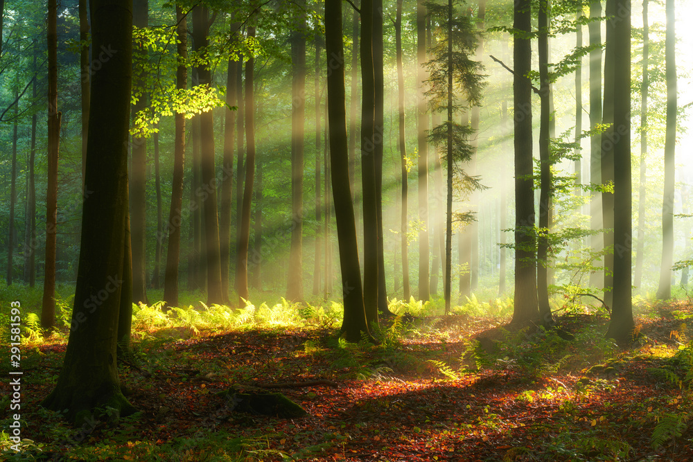 Obraz premium Beautiful morning in the forest