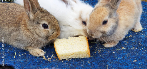Three cute fluffy rabbits eat a slice of bread close-up