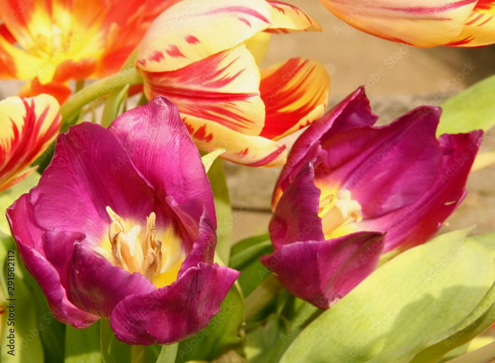 Obraz premium flowers of spring