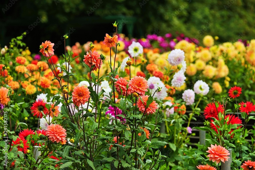 Beautiful dahlia flower in a botanical garden in summer