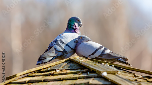 Pigeons