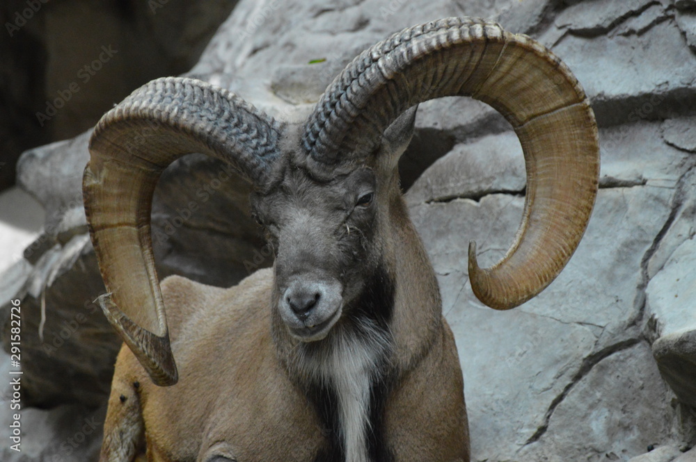 Urial laying on the rocks