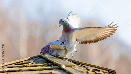 Pigeons