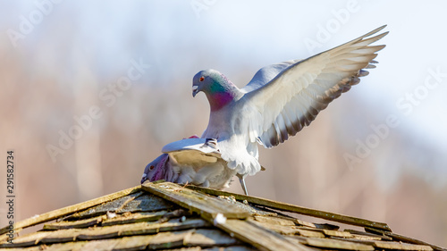 Pigeon