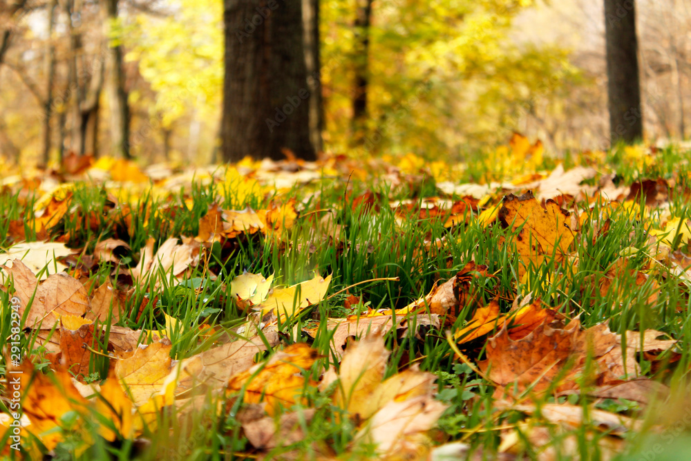 Autumn city park. fallen yellow maple leaves under a tree on a green lawn closeup Autumn city park. fallen yellow maple leaves under a tree on a green lawn closeup