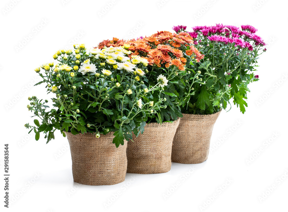 Set of potted flowering chrysanthemums isolated on white