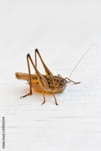 Brown grasshopper from Corsica island, France.