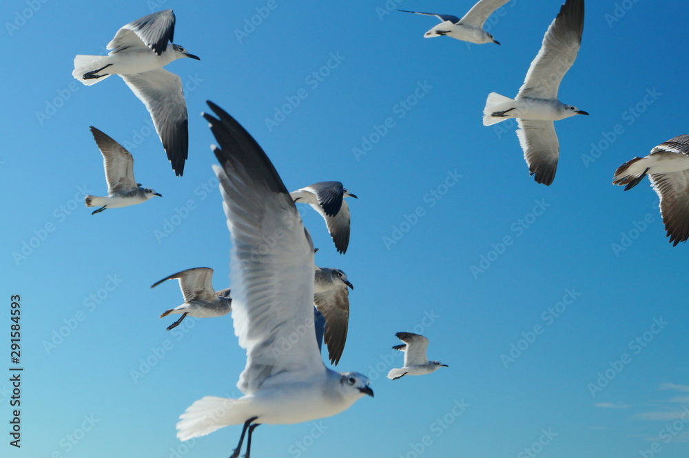 flock of seagulls Holbox Mexico 00 flock of seagulls Holbox Mexico 00
