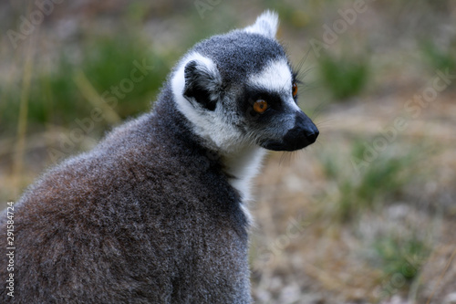 Katta im Zoo
