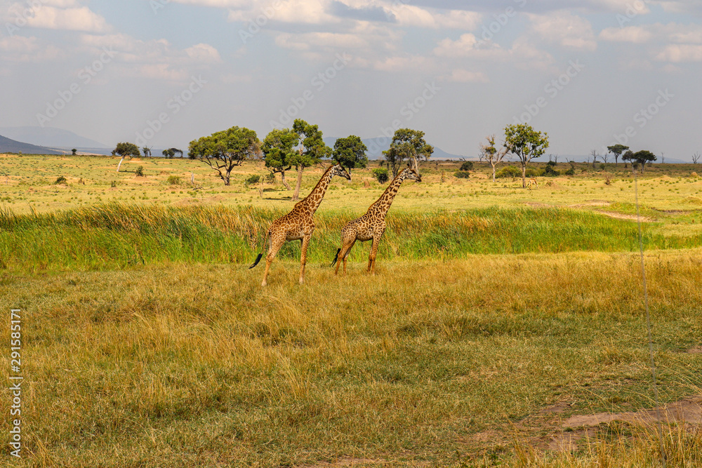 two giraffes in the field