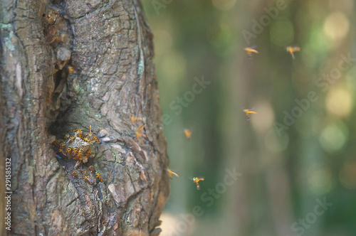 tetragonisca angustula- jataibeeflying- photo