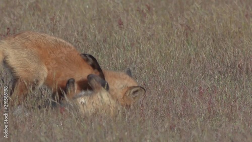 4K Young Red Foxes Roughly Play Fight on the Prairie