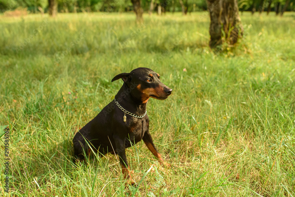 Young little miniature pinscher is playing in the park on a warm summer day Young little miniature pinscher is playing in the park on a warm summer day