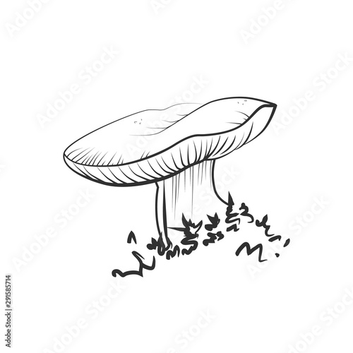 Mushroom illustration, vector. Russule, russulacea mushroom drawing