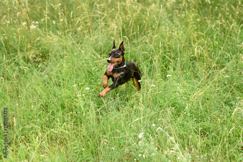 Young little miniature pinscher is playing in the park on a warm summer day