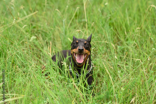 Young little miniature pinscher is playing in the park on a warm summer day photo