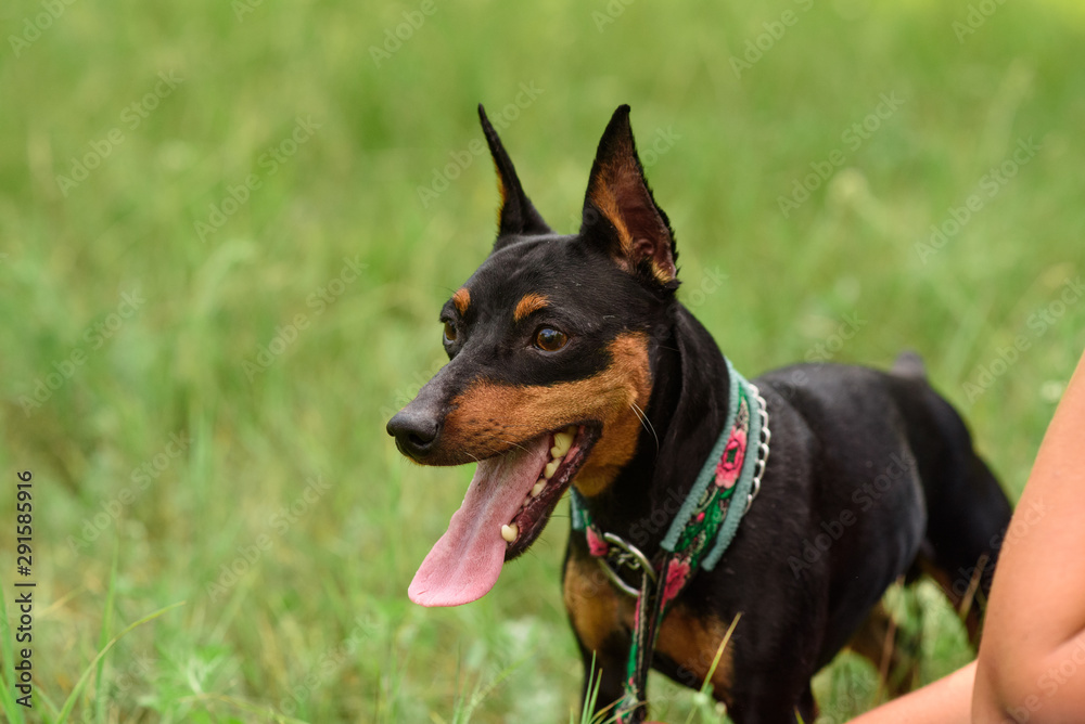 Young little miniature pinscher is playing in the park on a warm summer day Young little miniature pinscher is playing in the park on a warm summer day