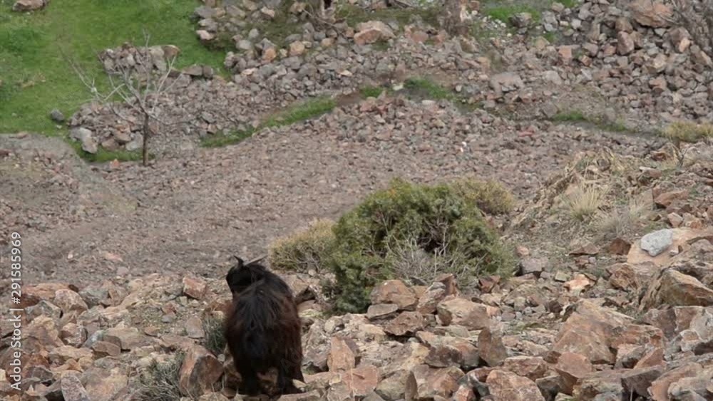 Vidรฉo Stock A goat eating and walking on a mountain side in the Atlas ... Biology Diagrams