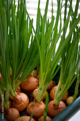 a garden of young onion on a window sill.Growing onions on the windowsill. Fresh green onions at home Indoor gardening growing spring onions in flower pot on window sill. Fresh sprouts of green onion 