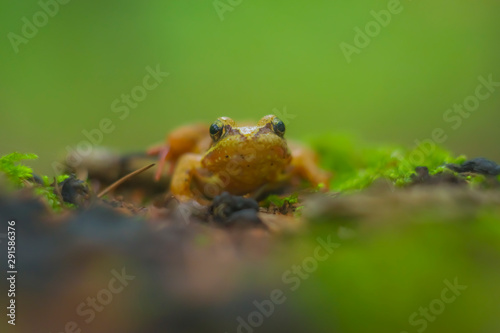 Small moor frog, brown en face in front on forest litter, wound arvalis, eyes, amphibian, nature, animal, shallow depth of field photo