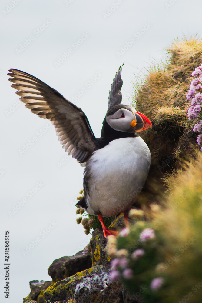 Close up/detailed portrait view of head of Arctic or Atlantic Puffin bird with orange beak. White background. Latrabjarg cliff, Westfjords, Iceland Close up/detailed portrait view of head of Arctic or Atlantic Puffin bird with orange beak. White background. Latrabjarg cliff, Westfjords, Iceland