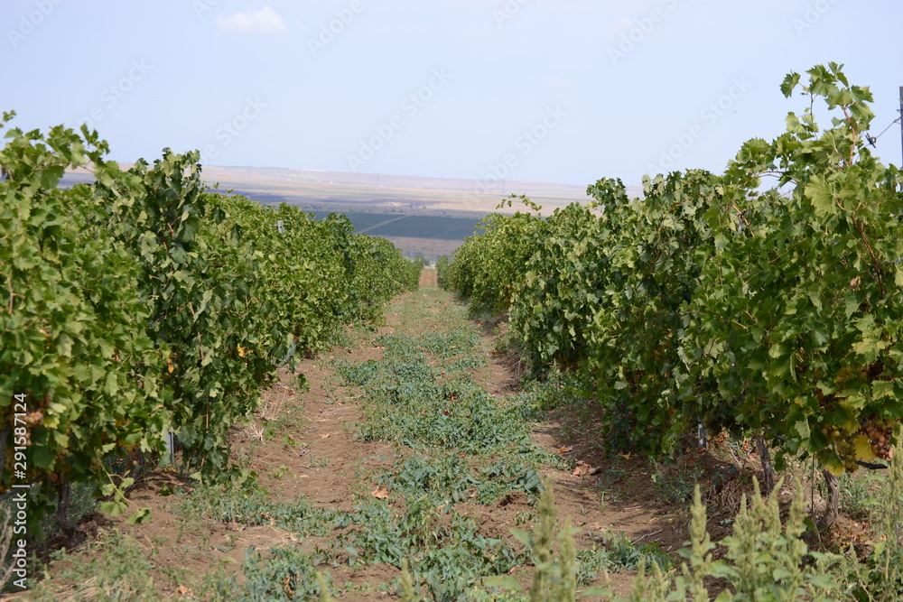 View of the vineyards of the Crimean winery. Agricultural landscape.